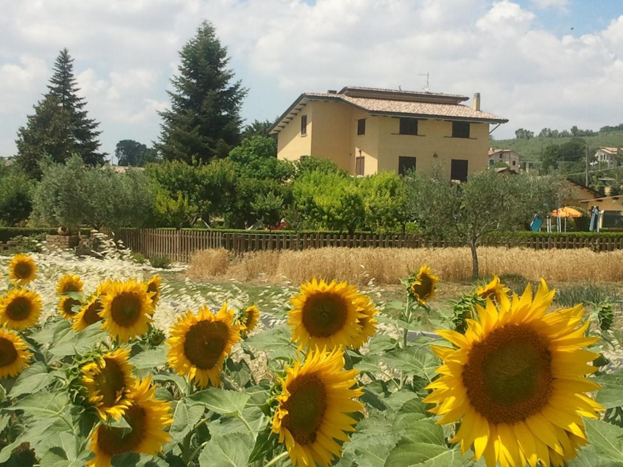Agriturismo Il Girasole Assisi Exterior photo